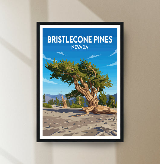 Bristlecone Pines