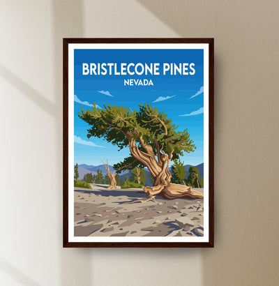 Bristlecone Pines