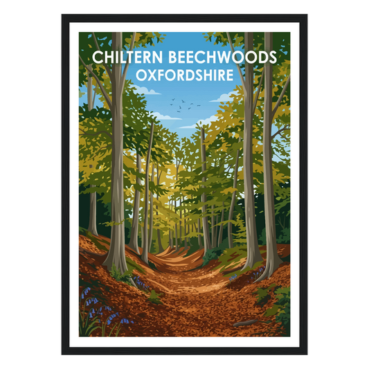 Chiltern Beechwoods