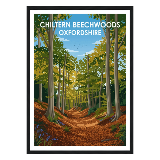 Chiltern Beechwoods