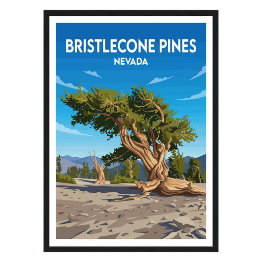 Bristlecone Pines